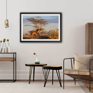 Affiche Lionnes... Affiche + cadre en bois - Noir