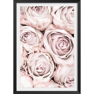 Affiche  rosa alba Affiche + cadre en bois - Noir