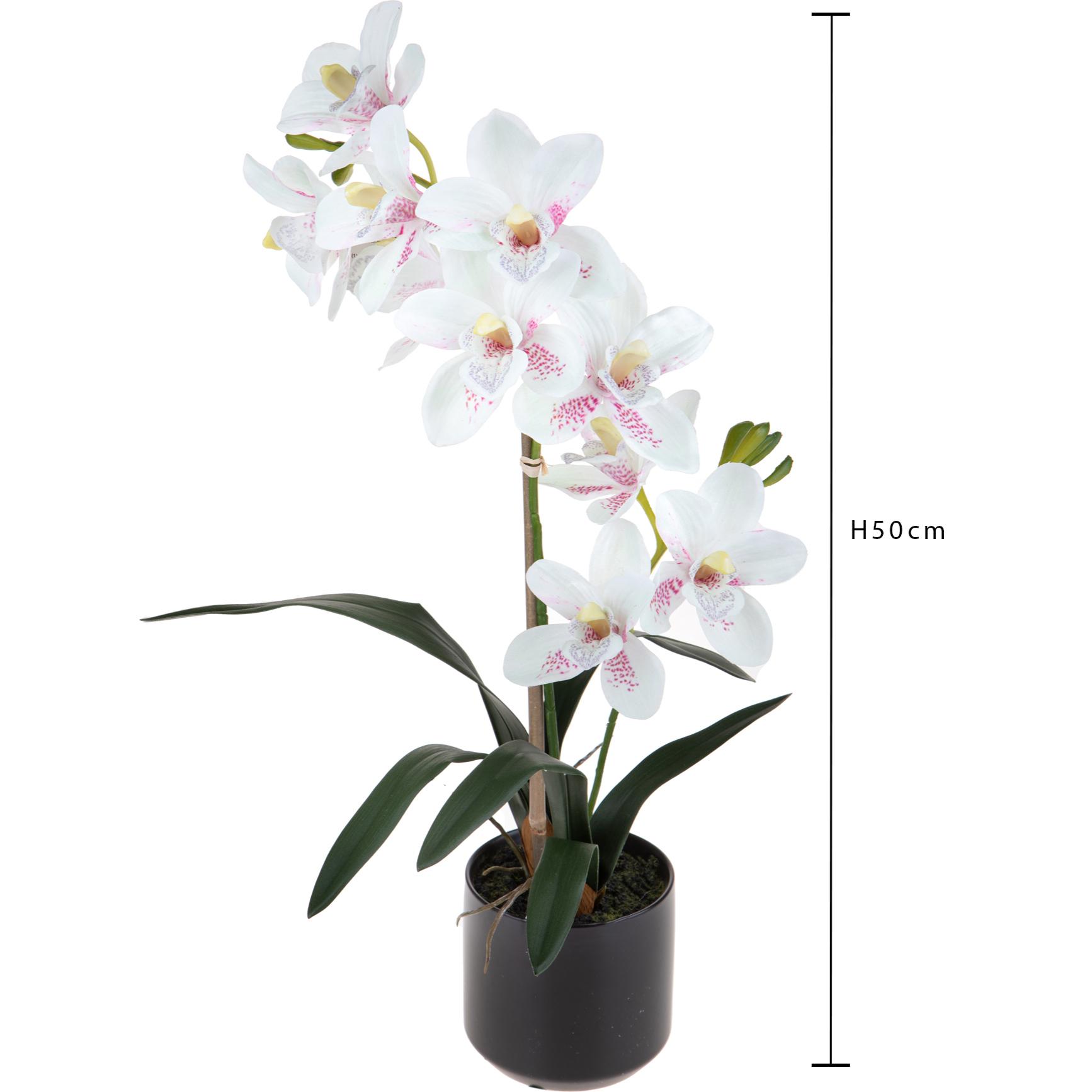 Orchidea Cymbidium Con 2 Diramazioni In Vaso. Altezza 50 Cm - Pezzi 1 - 25X50X25cm - Colore: Rosa - Bianchi Dino - Piante Fiorite In Vaso