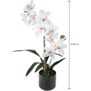 Orchidea Cymbidium Con 2 Diramazioni In Vaso. Altezza 50 Cm - Pezzi 1 - 25X50X25cm - Colore: Rosa - Bianchi Dino - Piante Fiorite In Vaso