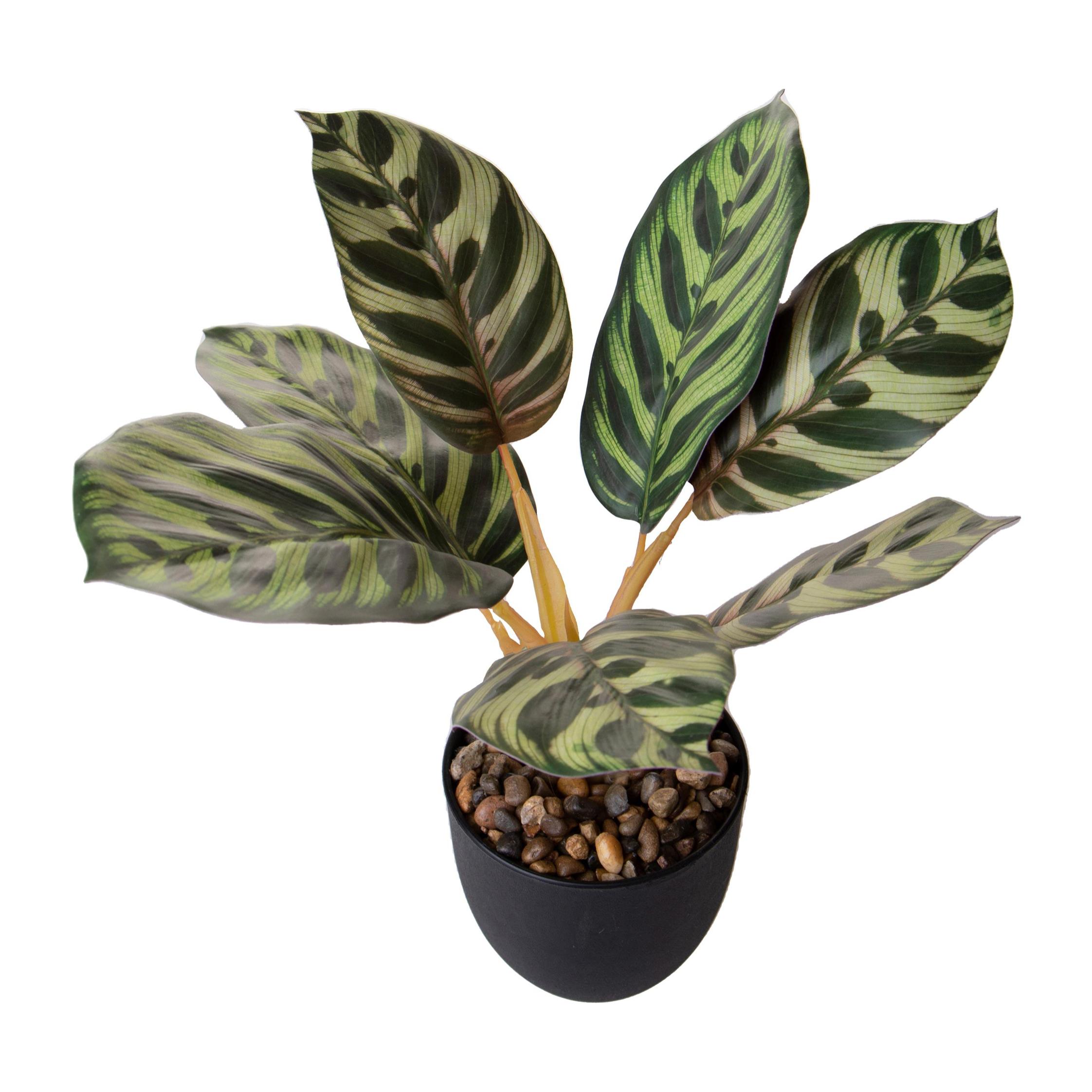 Maranta 11 Fgl In Vaso 36 Cm - Pezzi 4 - 15X36X15cm - Colore: Verde - Bianchi Dino - Piante Artificiali