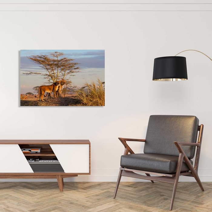 Tableau Lionnes Tableau alu Dibond