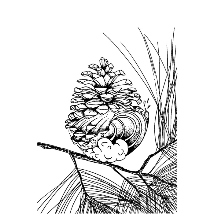 Tableau pigne des Landes Tableau alu Dibond