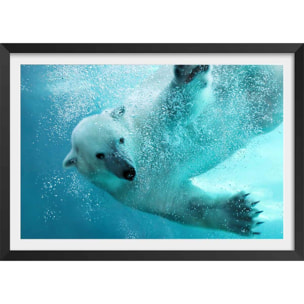 Affiche ours blanc en plein plongeon Affiche + cadre en bois - Noir