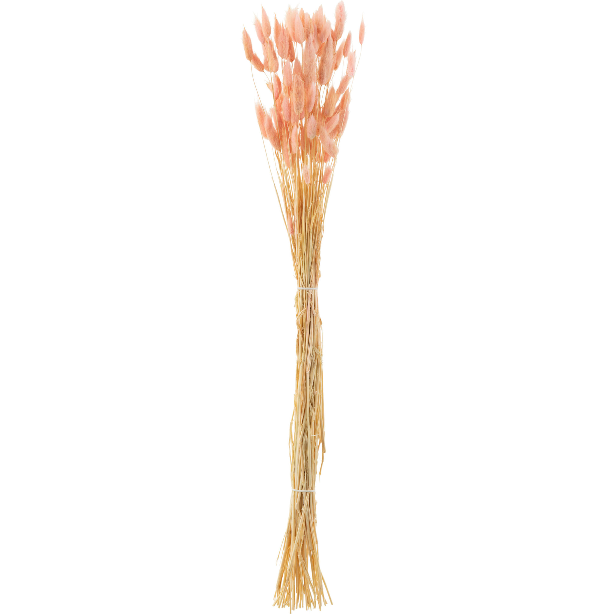 J-Line fleur séchée - Fagot de queue de lièvre - plume séchée - rose clair