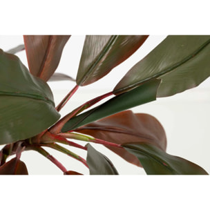 Planta Cordyline Fruticosa 70x60x110 Cm