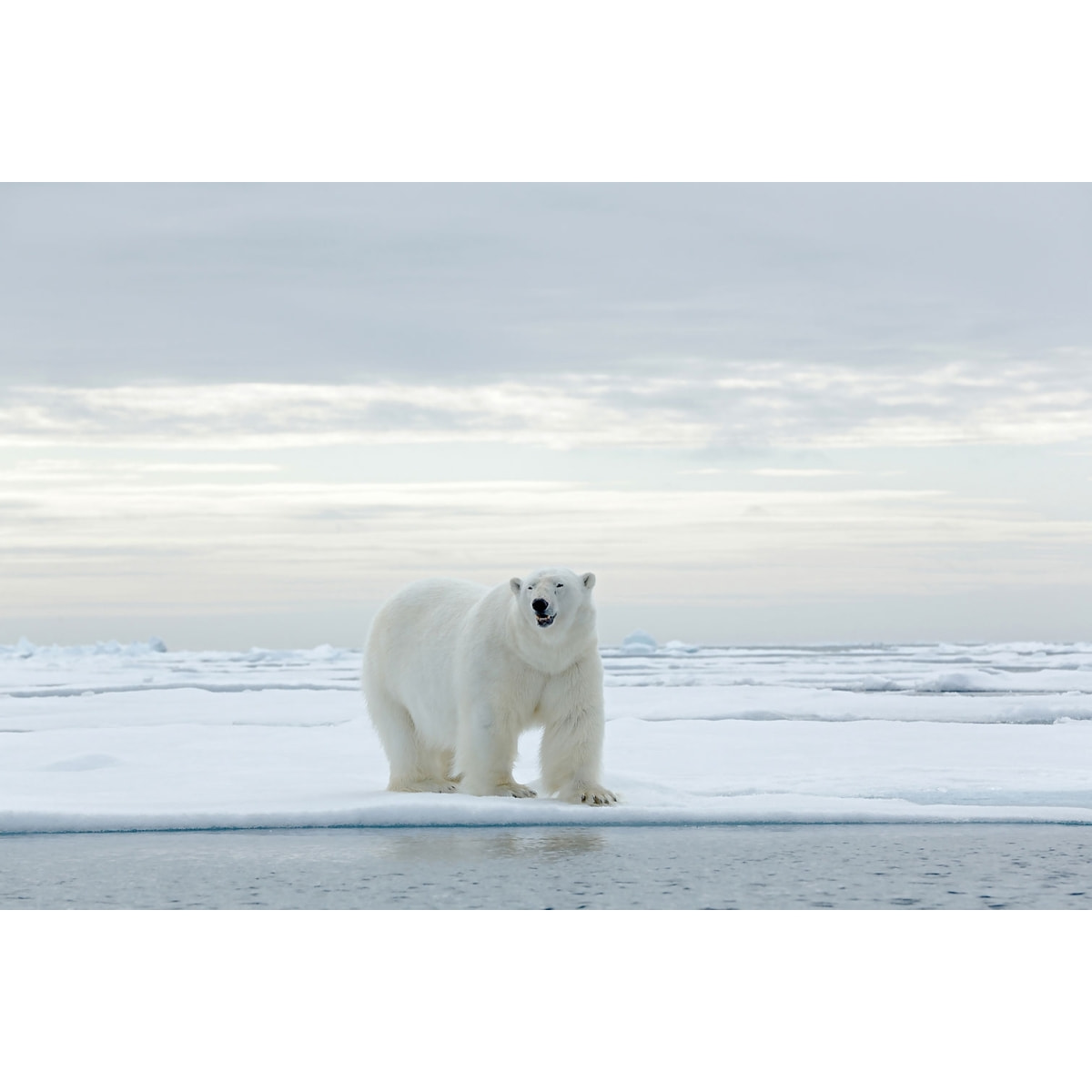 Tableau ours blanc sur la banquise Tableau plexiglas