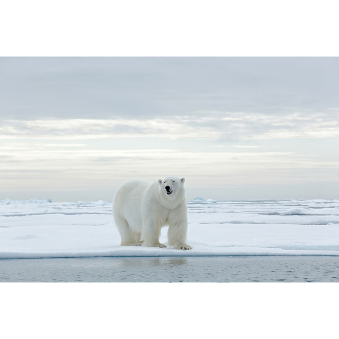 Tableau ours blanc sur la banquise Tableau plexiglas