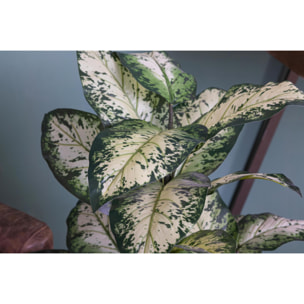 Aglaonema In Vaso Con 22 Foglie. Altezza 100 Cm - Pezzi 1 - 53X93X53cm - Colore: Verde - Bianchi Dino - Piante Artificiali