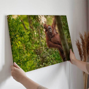 Tableau orang-outan et bébé dans la jungle Toile imprimée
