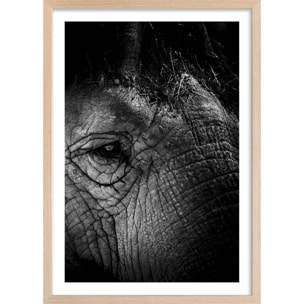 Affiche éléphant close up Affiche sous cadre bois