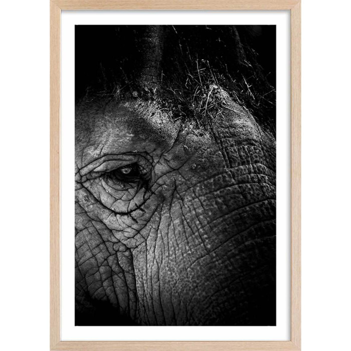 Affiche éléphant close up Affiche sous cadre bois