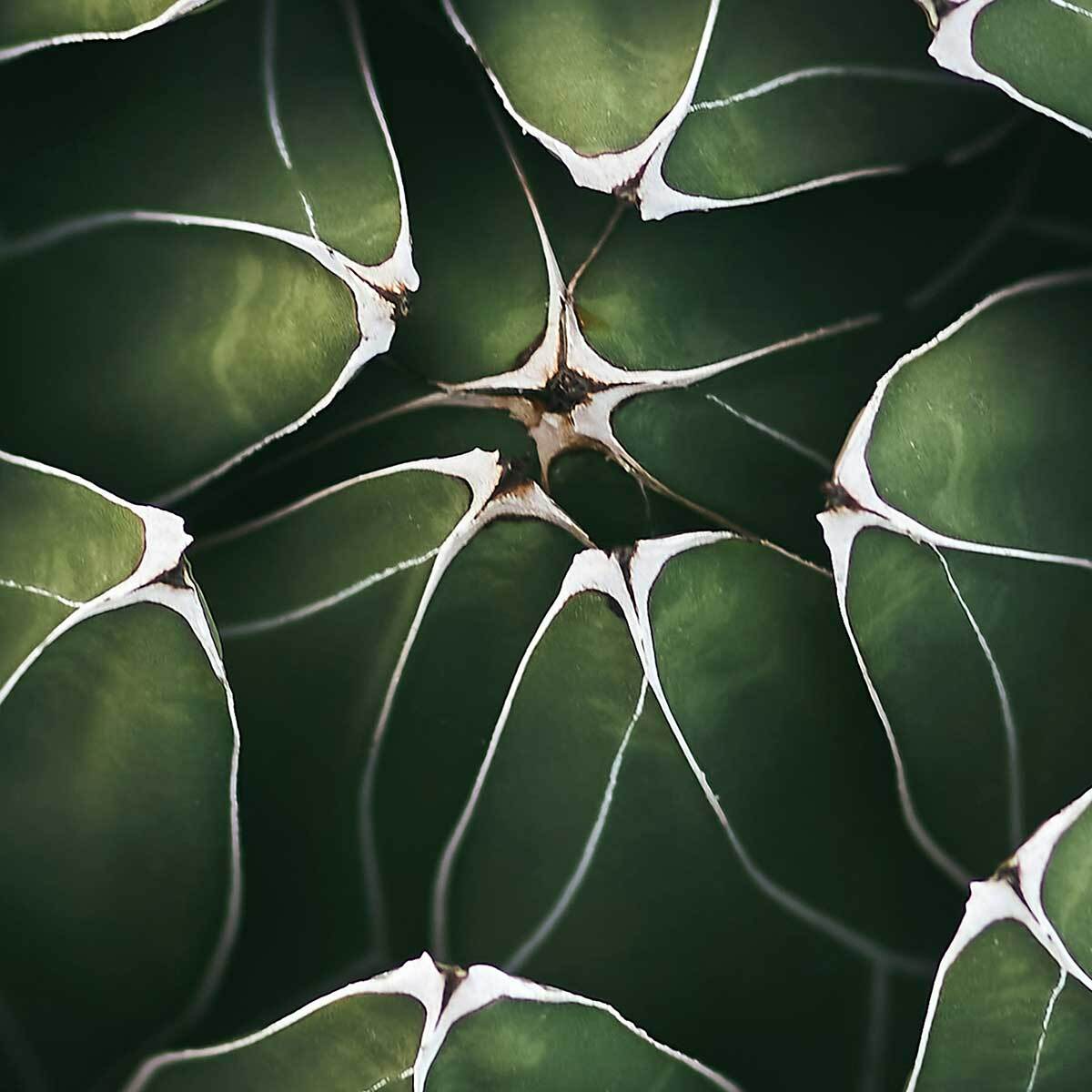 Affiche encadrée plante succulente graphique Affiche + cadre en métal - Noir