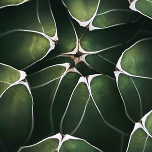 Affiche encadrée plante succulente graphique Affiche + cadre en métal - Noir