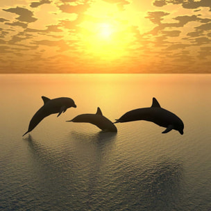 Tableau décoratif dauphins Tableau alu Dibond