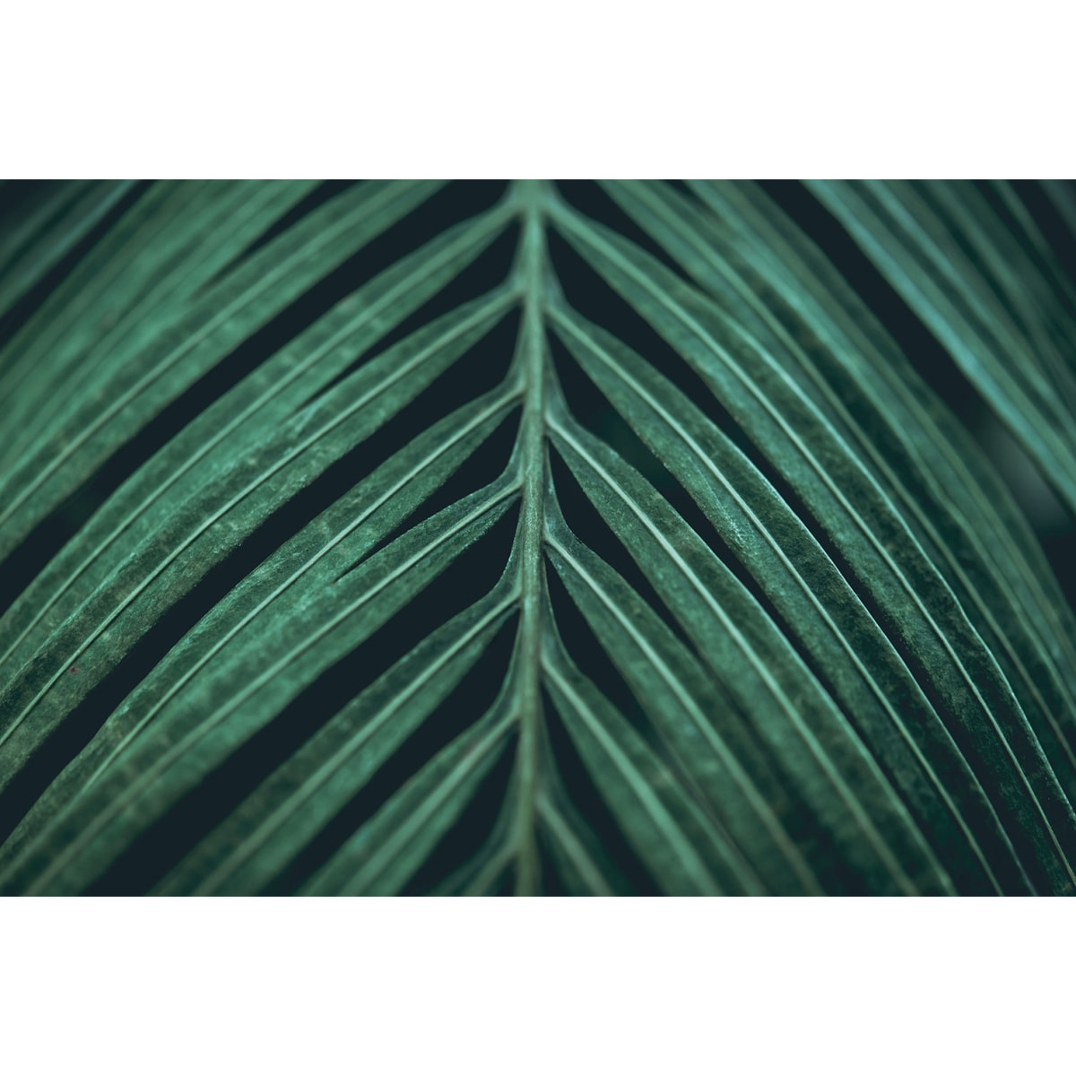 Tableau feuillepalmen Tableau plexiglas