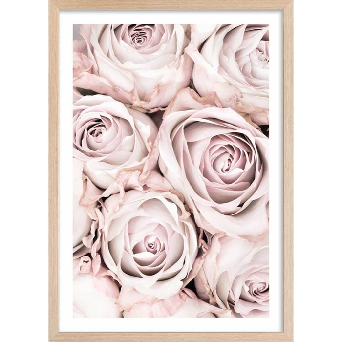 Affiche  rosa alba Affiche sous cadre bois