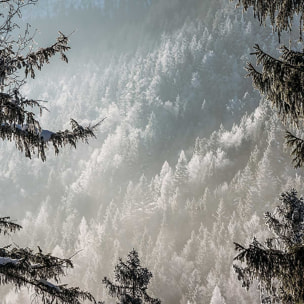 Affiche paysage forest in fog drama Affiche + cadre en bois - Chêne