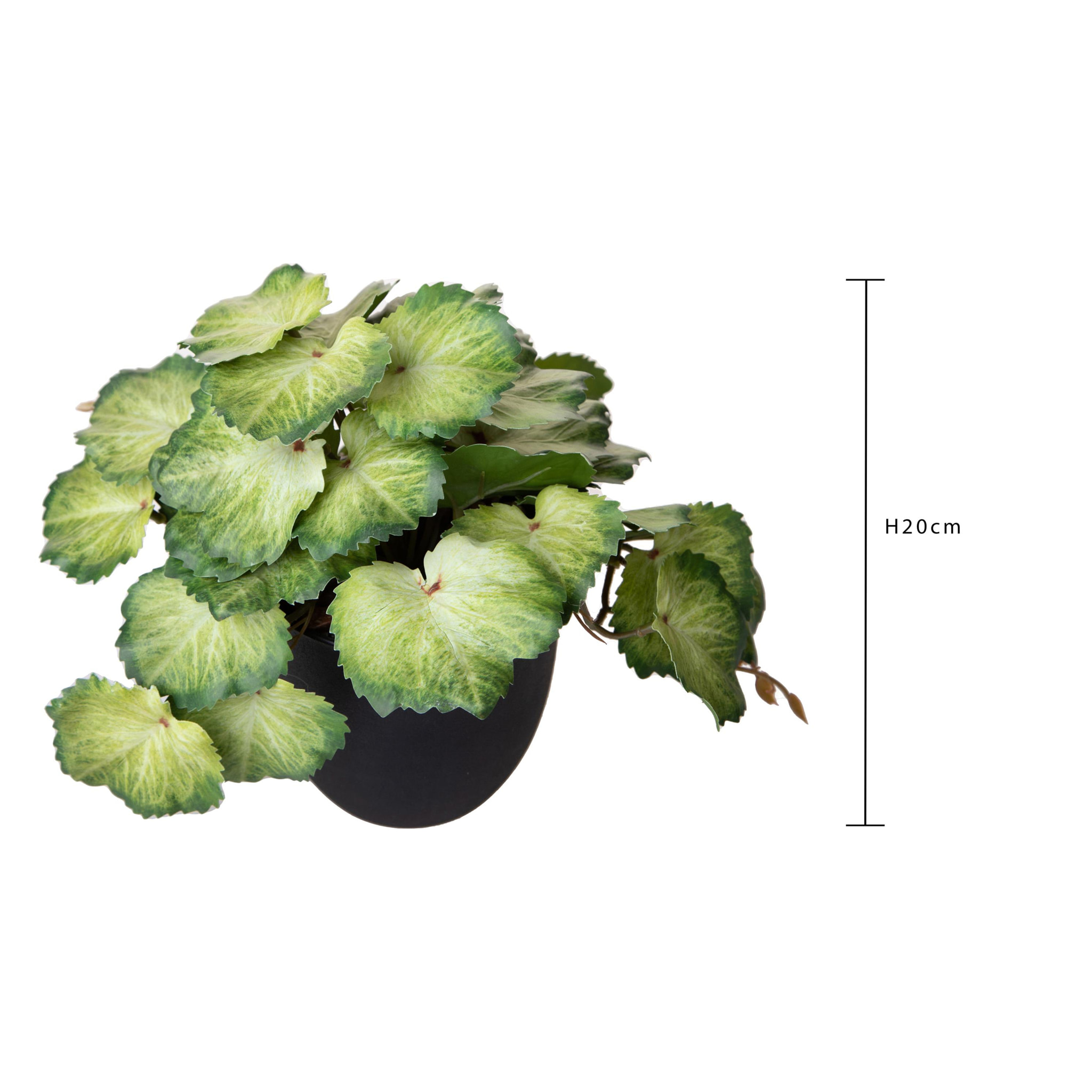 Heuchera In Vaso 20 Cm - Pezzi 3 - 10X20X10cm - Colore: Verde - Bianchi Dino - Piante Artificiali