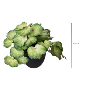 Heuchera In Vaso 20 Cm - Pezzi 3 - 10X20X10cm - Colore: Verde - Bianchi Dino - Piante Artificiali