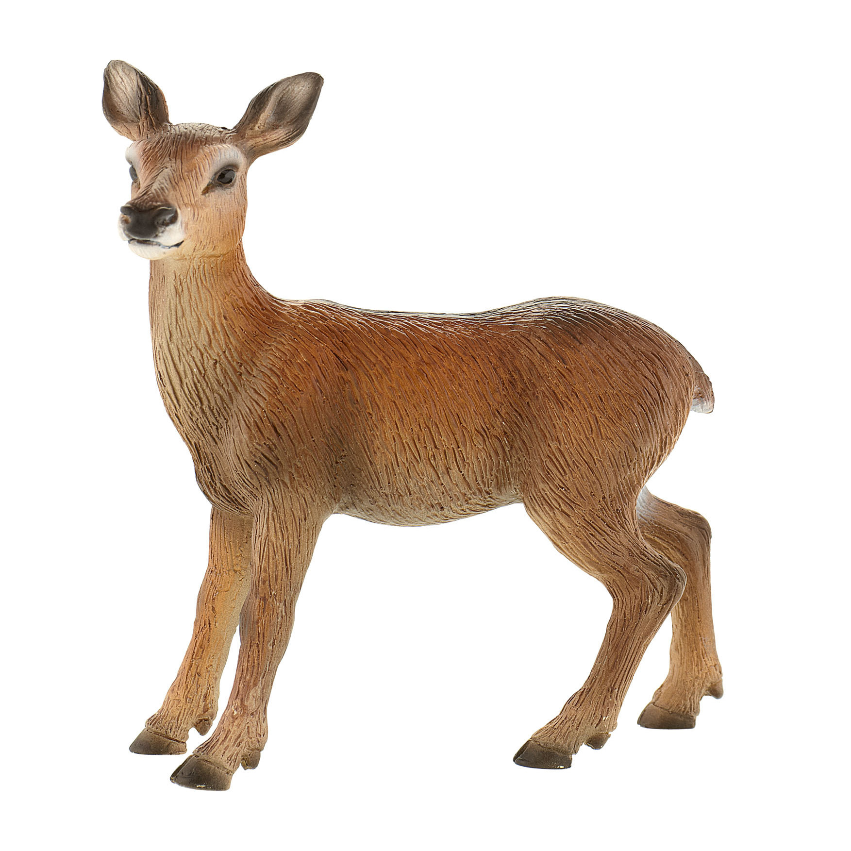 Animali della Foresta/Cerva Rossa