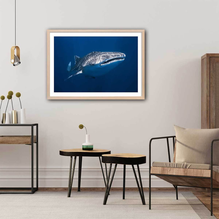 Affiche Requin baleine Affiche + cadre en bois - Chêne