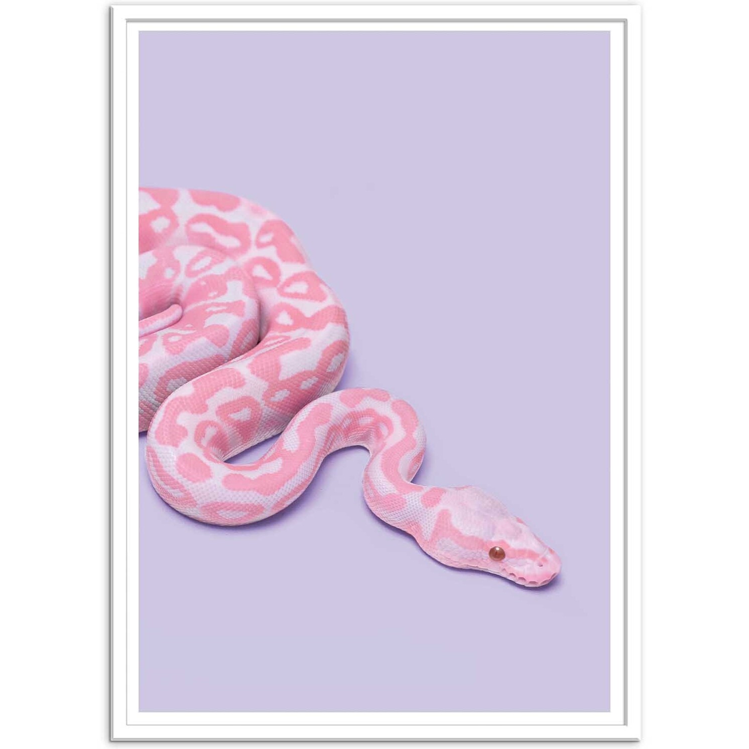 Affiche - Pink Snake - Paul Fuentes