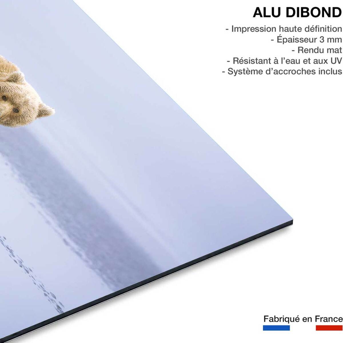 Tableau la marche de l'Ours Tableau alu Dibond