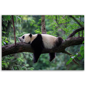 Tableau panda reposant dans la forêt Toile imprimée