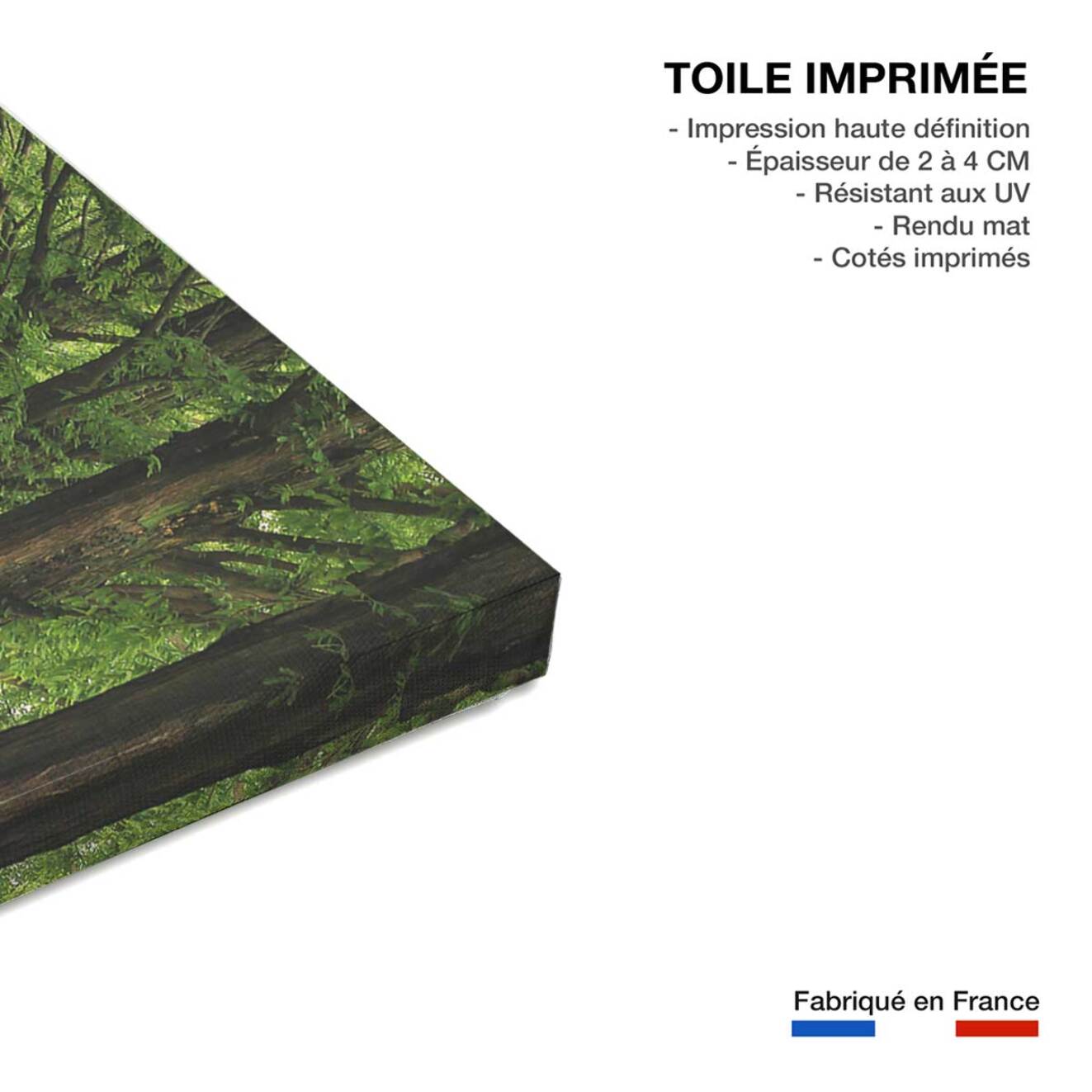 Tableau paysage Metasequoia Toile imprimée