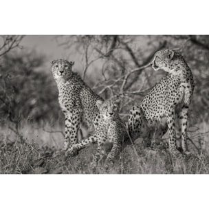 Tableau animaux 3 petits chats Tableau alu Dibond