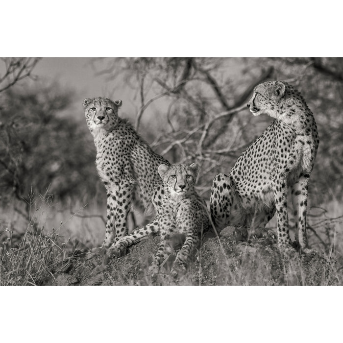 Tableau animaux 3 petits chats Tableau alu Dibond