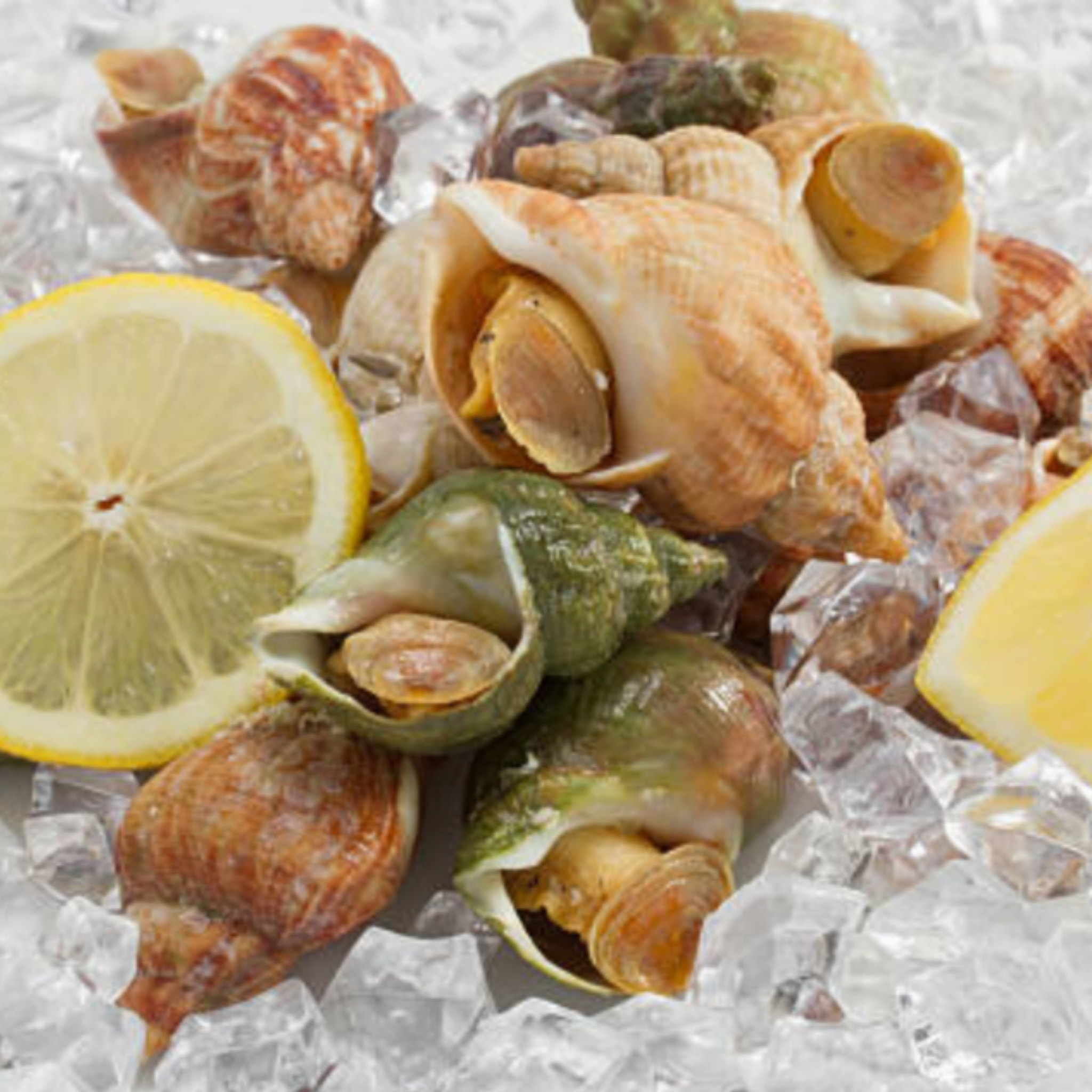 Bulots cuits - France - 500g