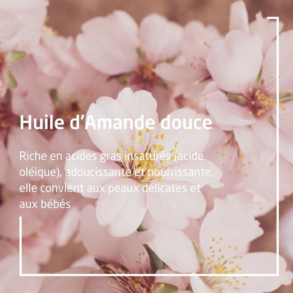 WELEDA - Duo Huile de Massage Allaitement- Pour allaiter en toute sérénité - Vegan*-  Certifié Natrue** -  Flacon 50 ml  x 2