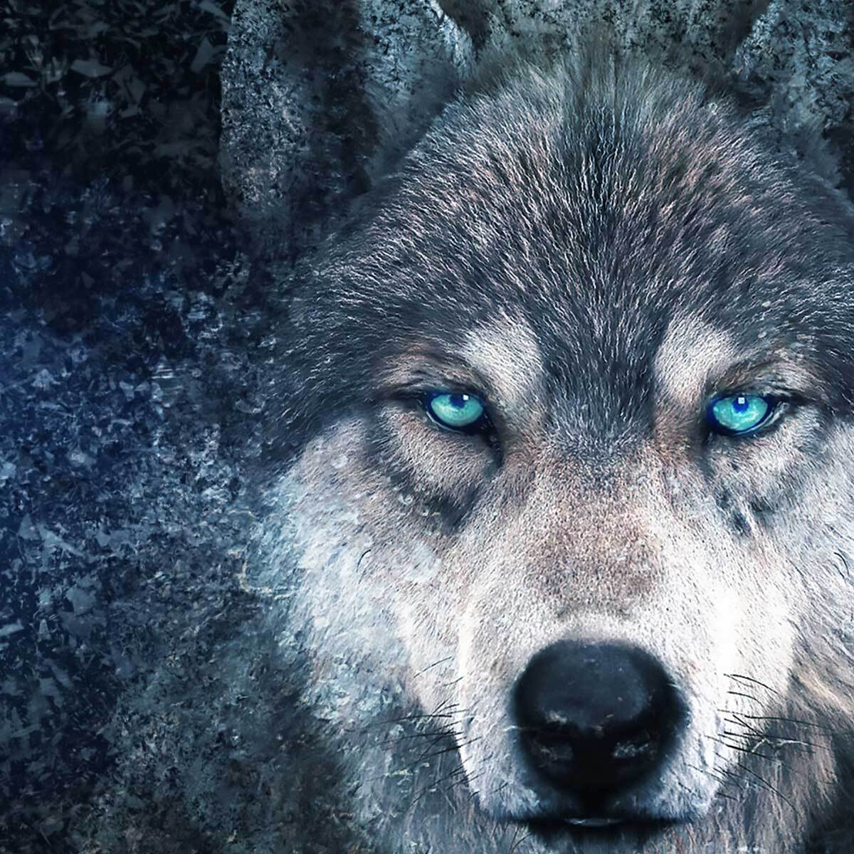 Tableau loup aux yeux bleus Toile imprimée