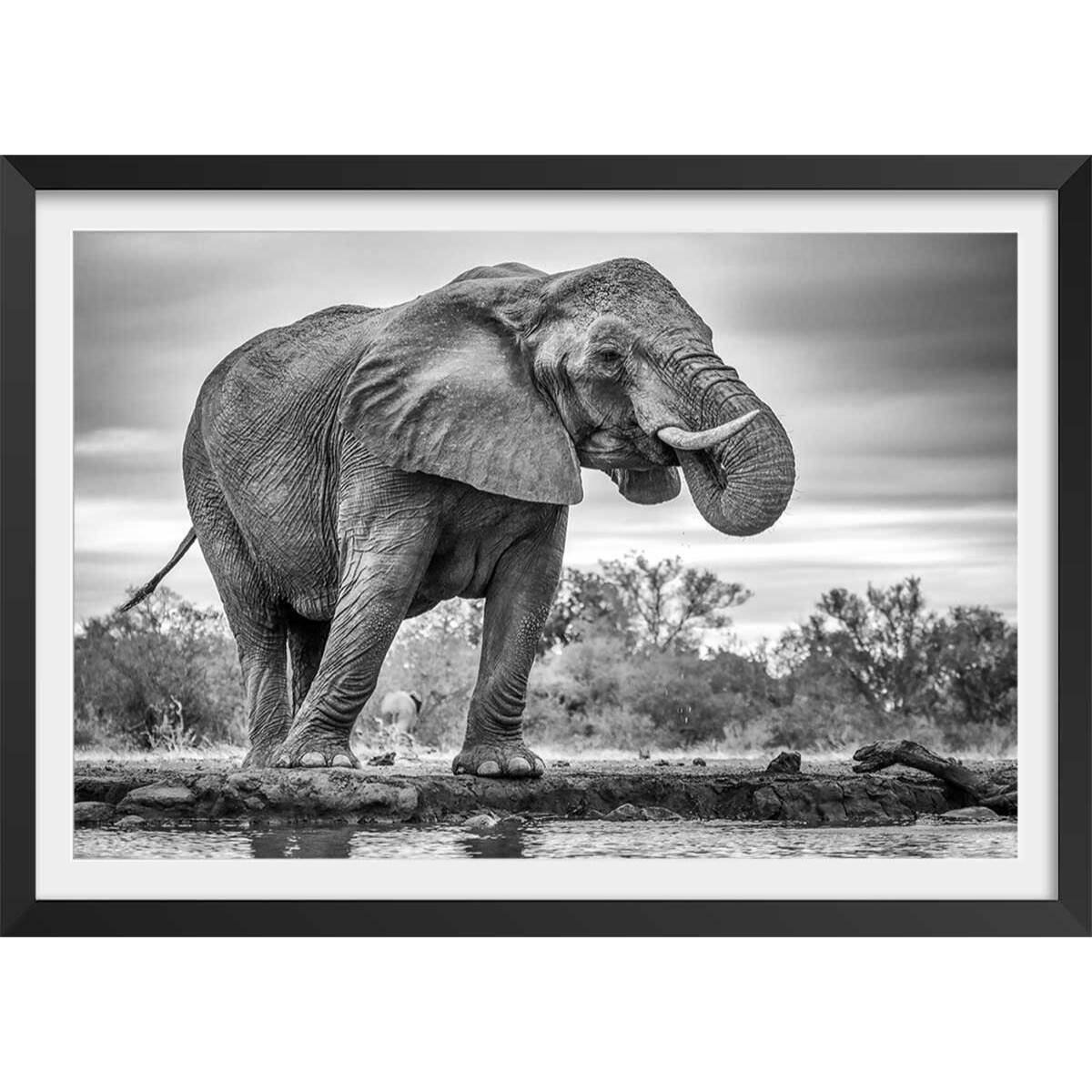 Affiche animaux standing proud Affiche + cadre en bois - Noir