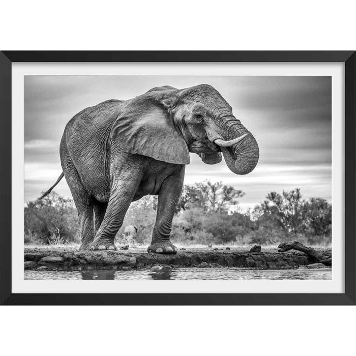 Affiche animaux standing proud Affiche + cadre en bois - Noir