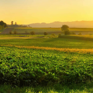 Tableau campagne dorée au soleil levant Toile imprimée