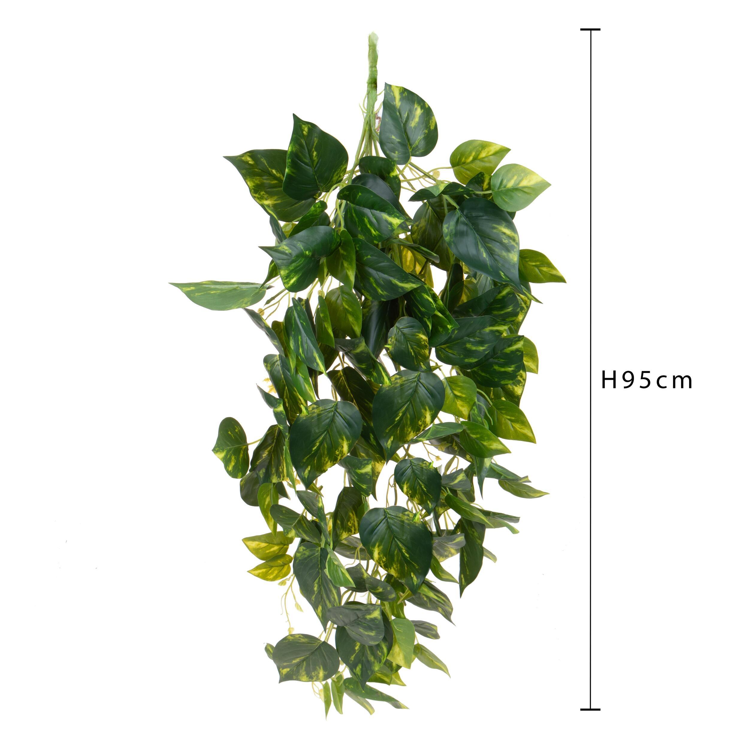 Pothos cadente - Pezzi 1 - Colore: Verde - Bianchi Dino