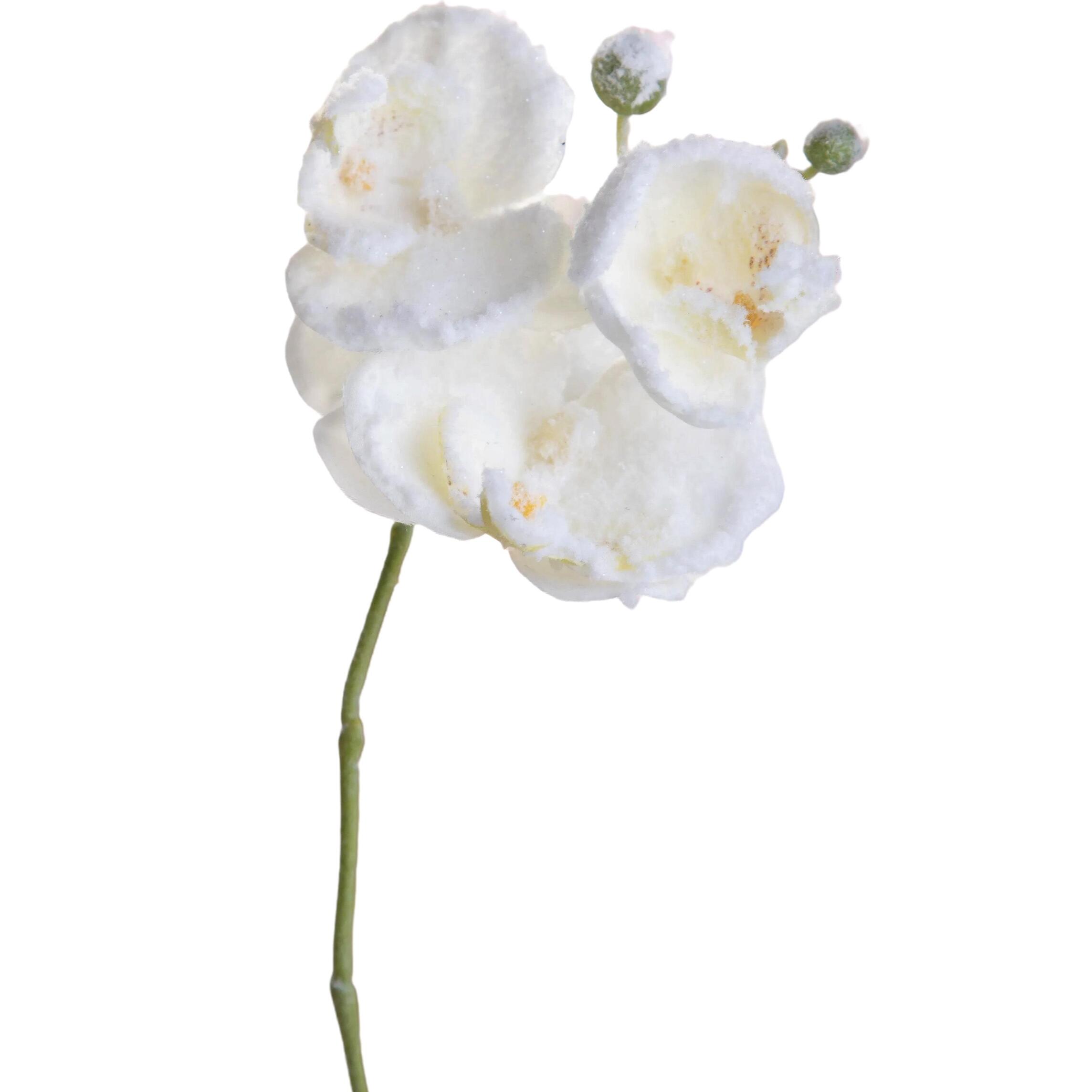 Tralcio phaleonopsis - Pezzi 24 - 18xH77x12cm - Bianchi Dino SpA