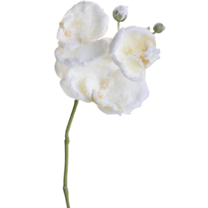 Tralcio phaleonopsis - Pezzi 24 - 18xH77x12cm - Bianchi Dino SpA