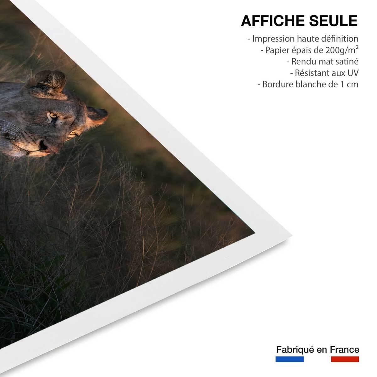 Affiche Lionne au crepuscule... Affiche seule