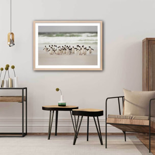 Affiche animaux pingouins Affiche + cadre en bois - Chêne