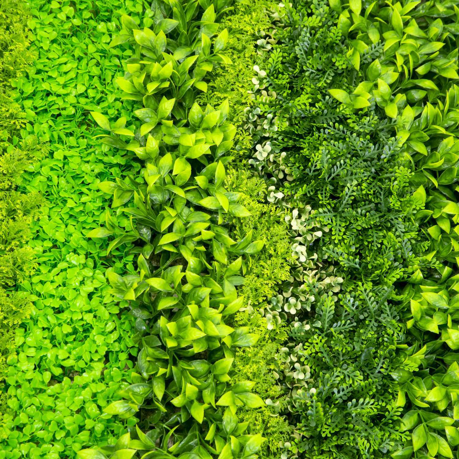 Parete verde verticale Vacchetti cm100x100