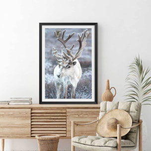 Affiche enfant parrot blanc  Affiche seule