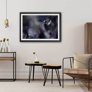 Poster animaux La petite étoile d' equateur Affiche sous cadre noir
