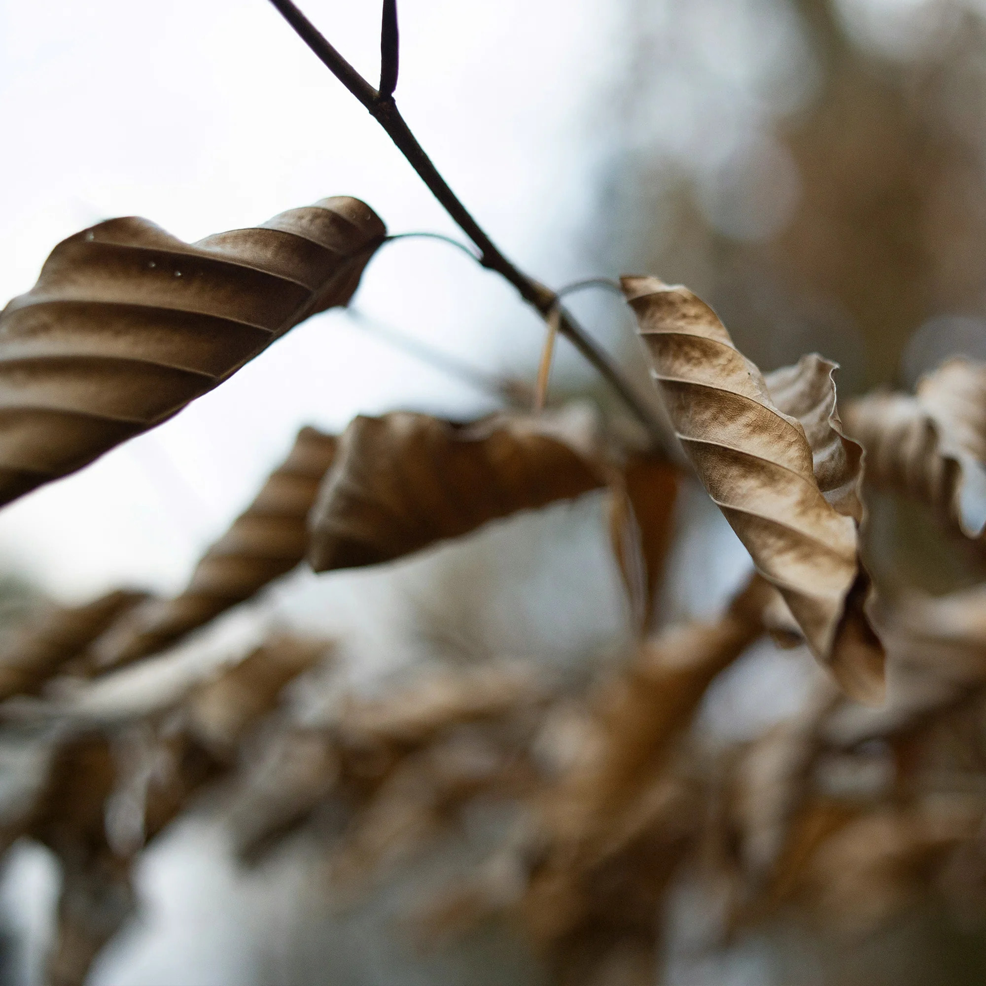 Housse de couette en popeline 120 fils Xaló