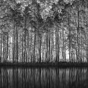 Affiche nature pointillisme Affiche + cadre en bois - Noir