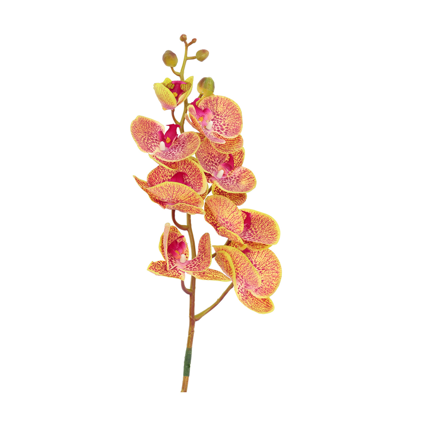 Fleur Orchid