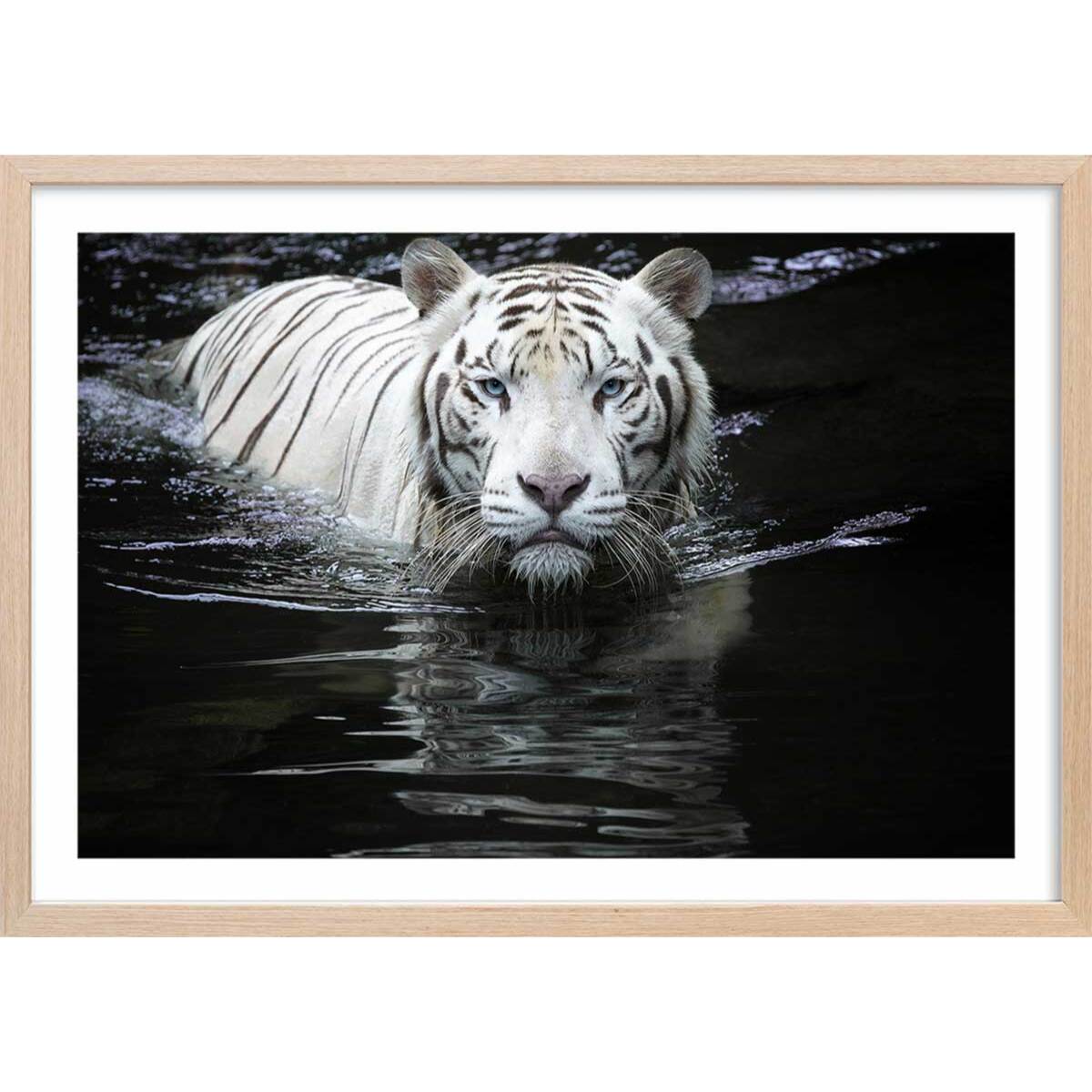 Affiche tigre Regarde moi... Affiche + cadre en bois - Chêne